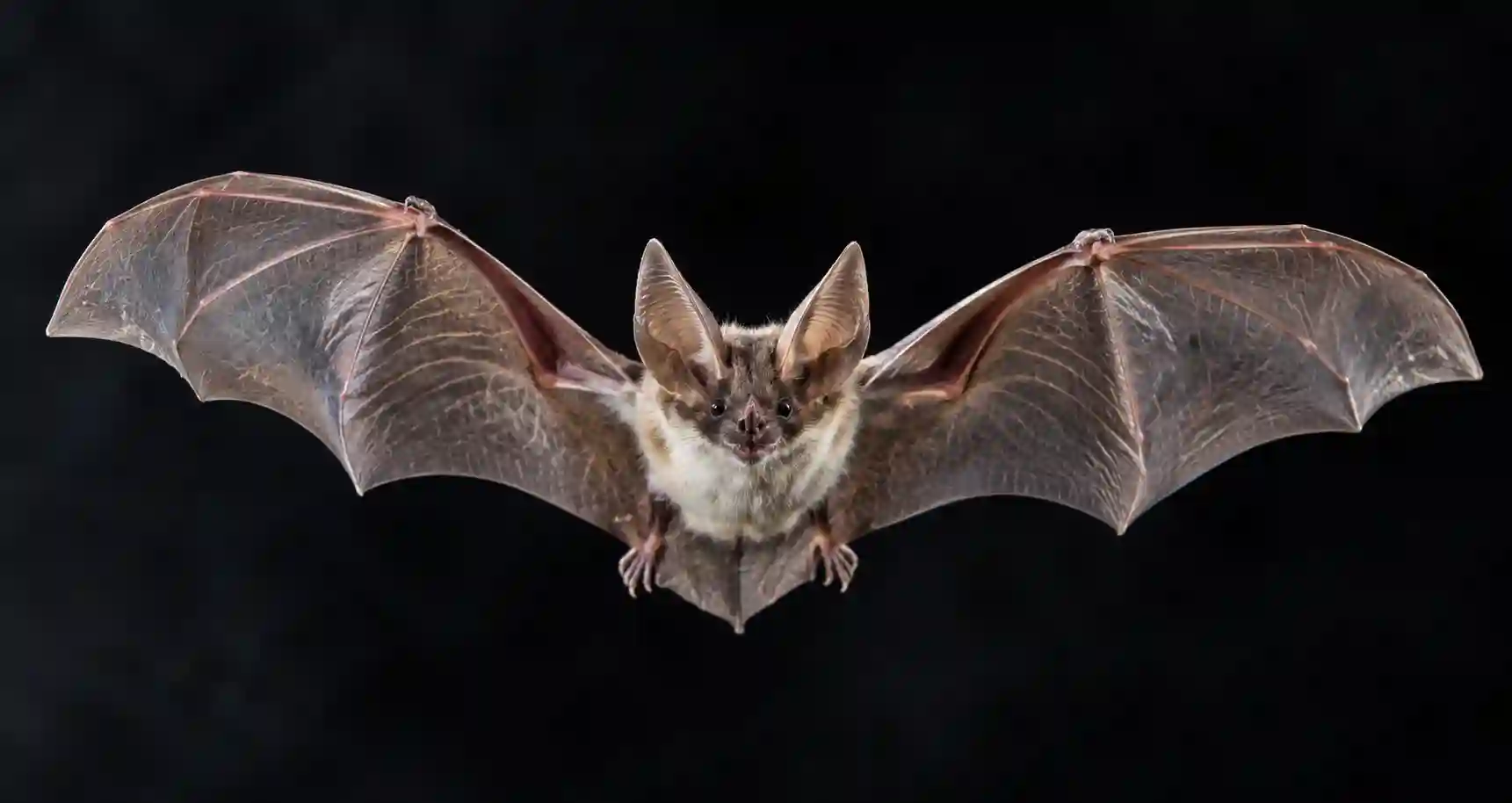 A long-lived Myotis bat visualized alongside DNA, immune cells and cancer research imagery