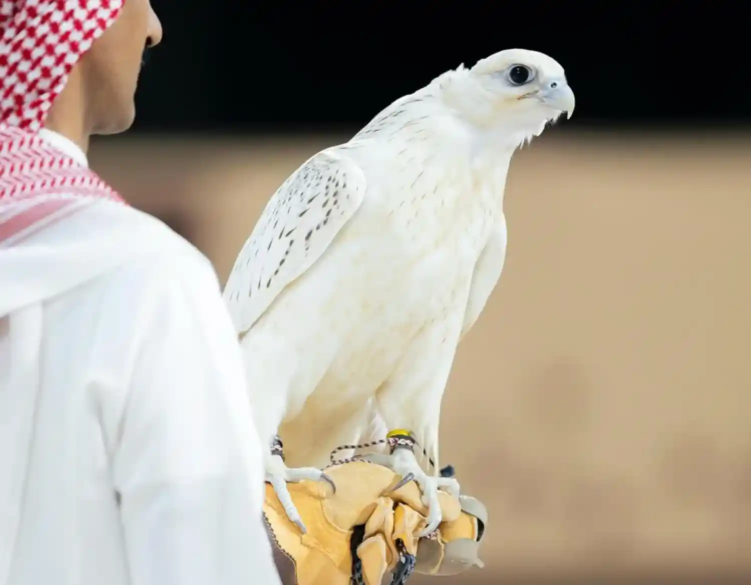 Rare white Gyrfalcon similar to the bird sold for AED 1.5 million at the ADIHEX 2026 falcon auction in Abu Dhabi