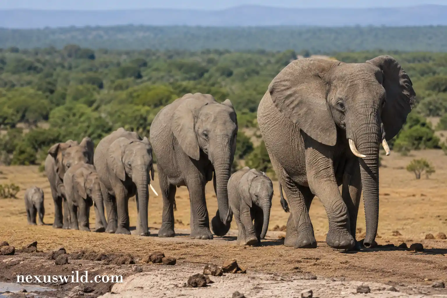 A baby African elephant walking alongside its mother on the savanna