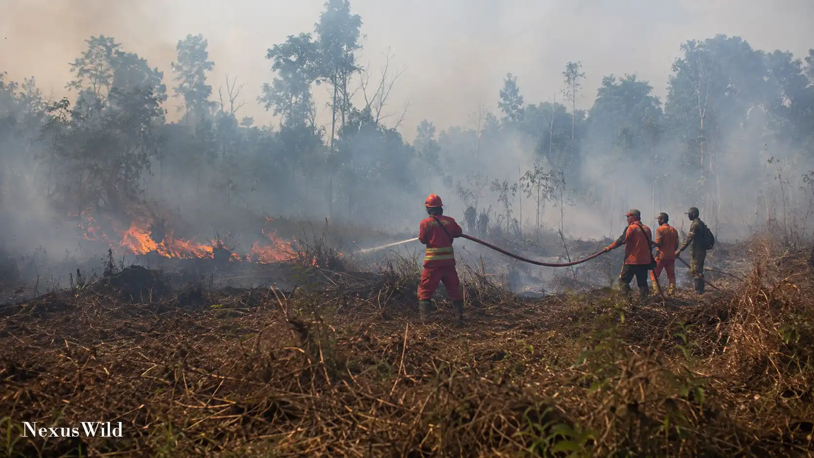 A forest fire burning in a peatland area, sending thick smoke into the air.