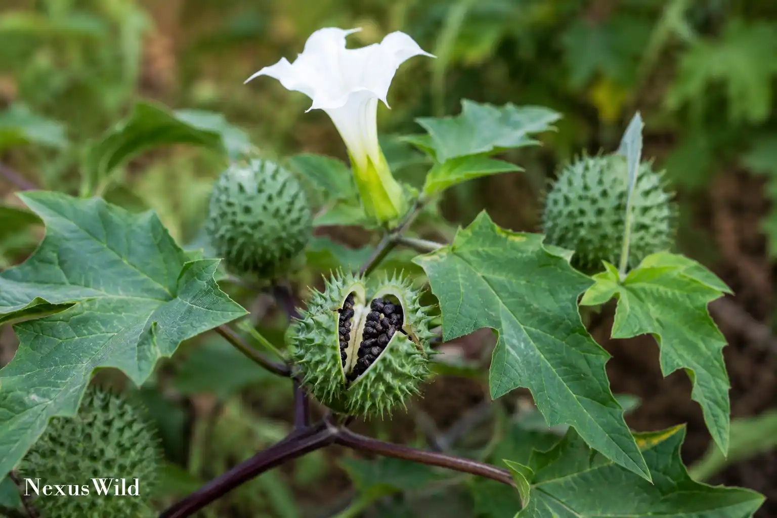 A spiny Datura seed pod resting on green leaves.