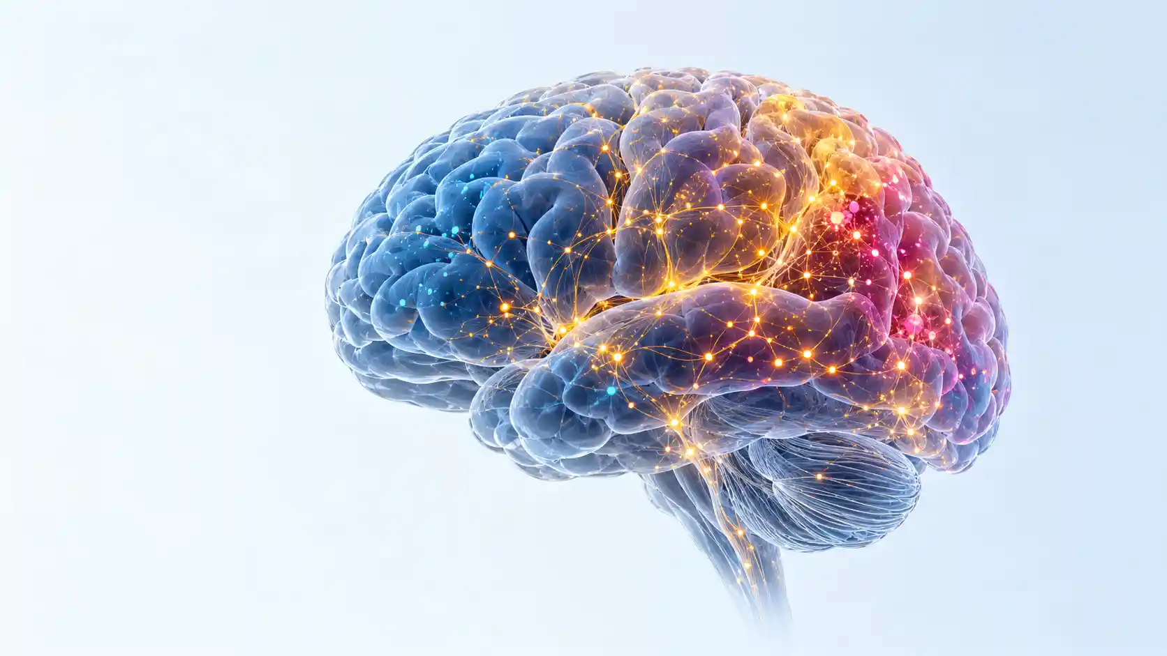 Microscopic view of fluorescently stained brain cells highlighting the complexity of the human prefrontal cortex.
