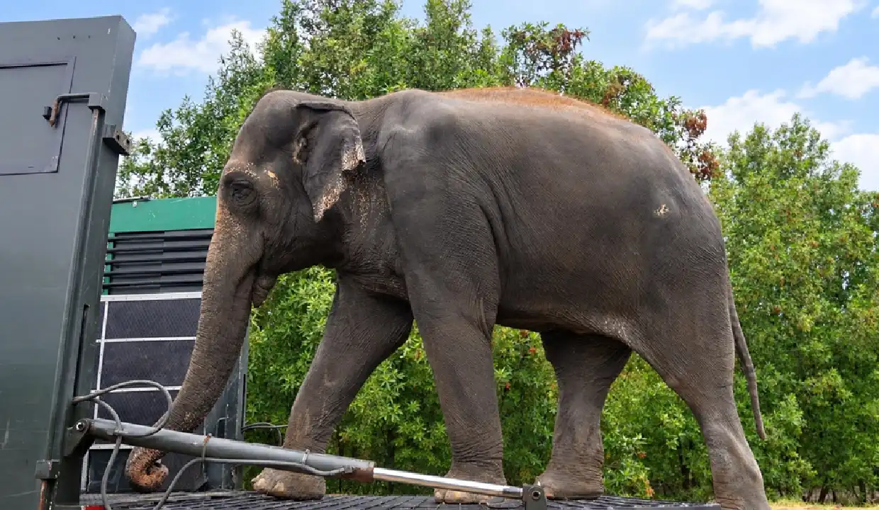 An elephant, decorated with traditional markings, being transported in an animal ambulance.