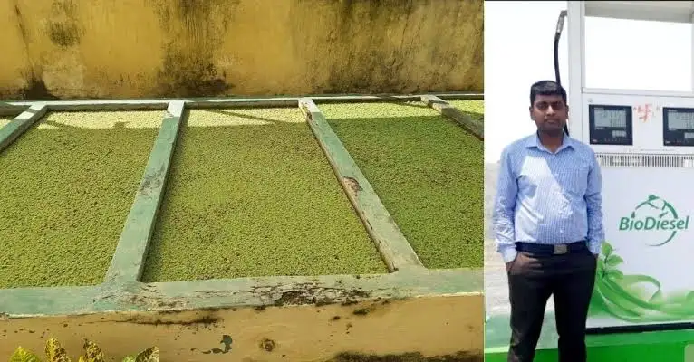 A close-up of vibrant green pond microalgae, the biological feedstock being used to develop third-generation biofuels in Jharkhand, India.